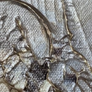 "Breath of Dawn" fine art print